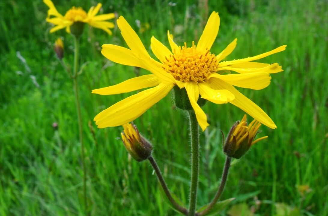 Arnica pour le traitement de l'ostéochondrose thoracique